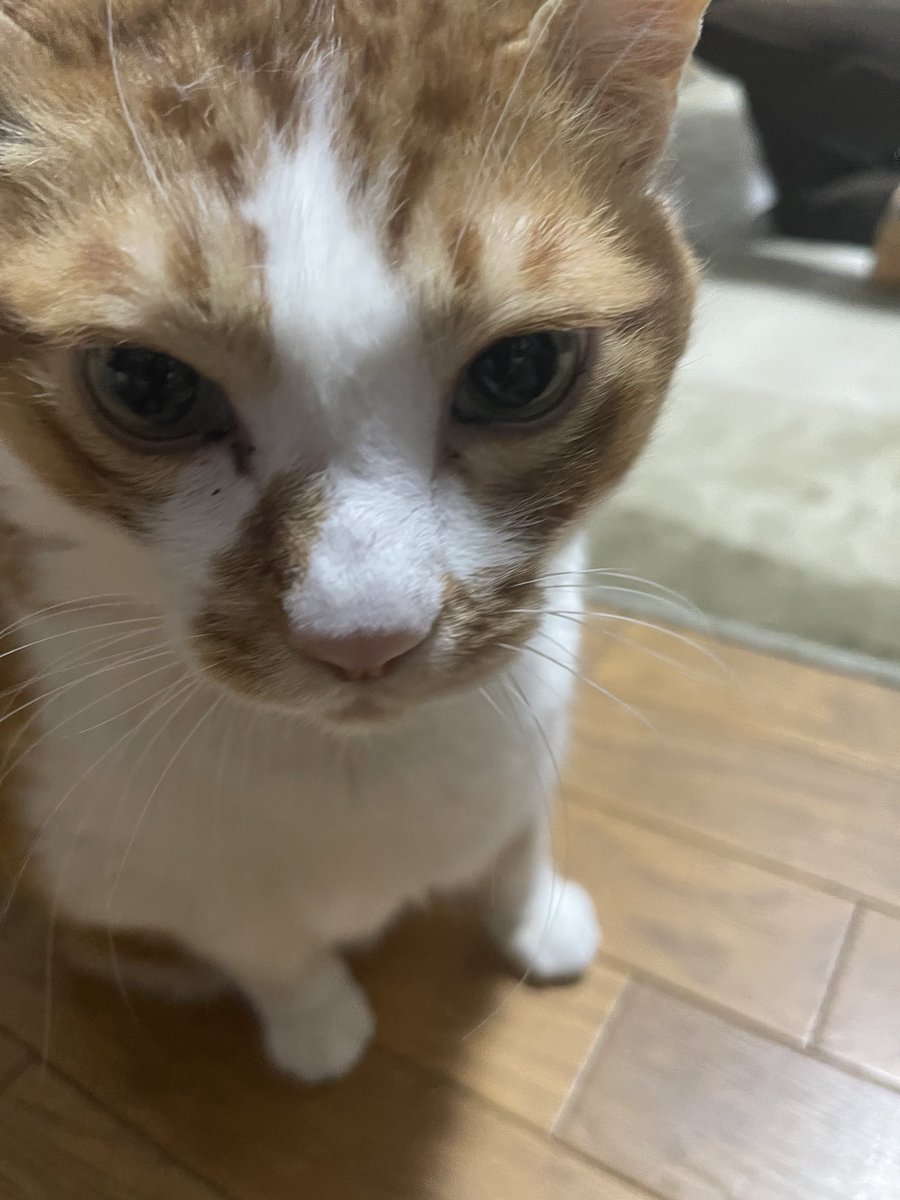 rinrin7481's tweet image. おはようございます😊😼😸
私の姉の話①
自分の推しを私に熱く語ります💦Tシャツもいっぱい持ってて着てくる😑部屋に呼ばれてここに座ってと言われビデオを見せられる、ほぼ強制的に🙀もういいですか⁉️と聞くと次がいい所と伸ばす
私は自分の部屋で韓ドラ観たい💦
でも…カッコ良さはわかる😅
本日も🙇‍♀️