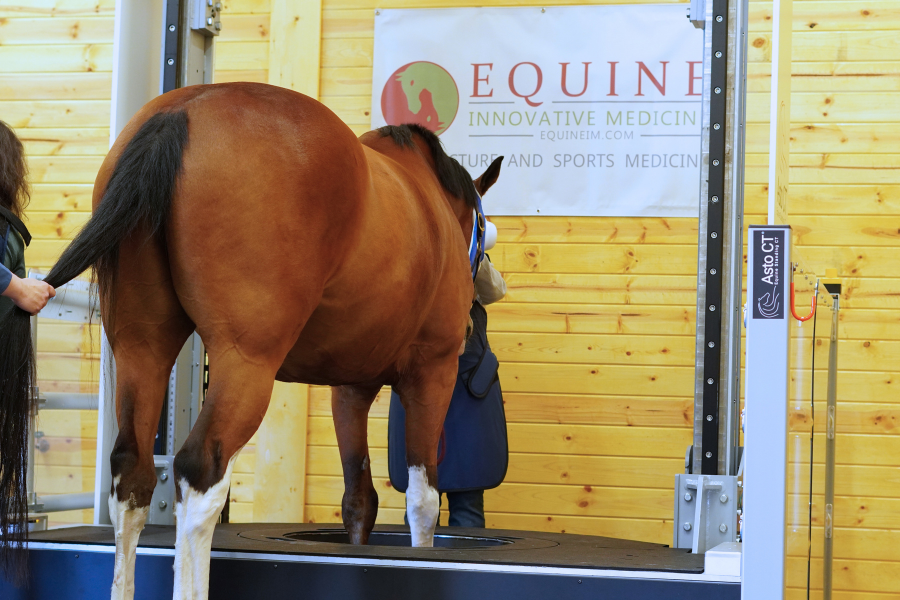 🌟 That’s a wrap in Snohomish, WA! 🌲🐴
 16 horses scanned this week as the Equine Innovative Medicine team begins their journey with the Equina. Grateful to work with such a passionate group—we’re excited to support what’s next! 💫
 #AstoCT #EquinaByAstoCT #EquineCT #VetMed