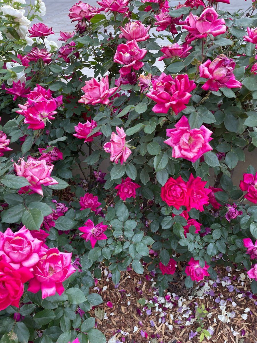bigshakyred's tweet image. Becoming a lizard-boy in the desert, but the flowers — the flowers!