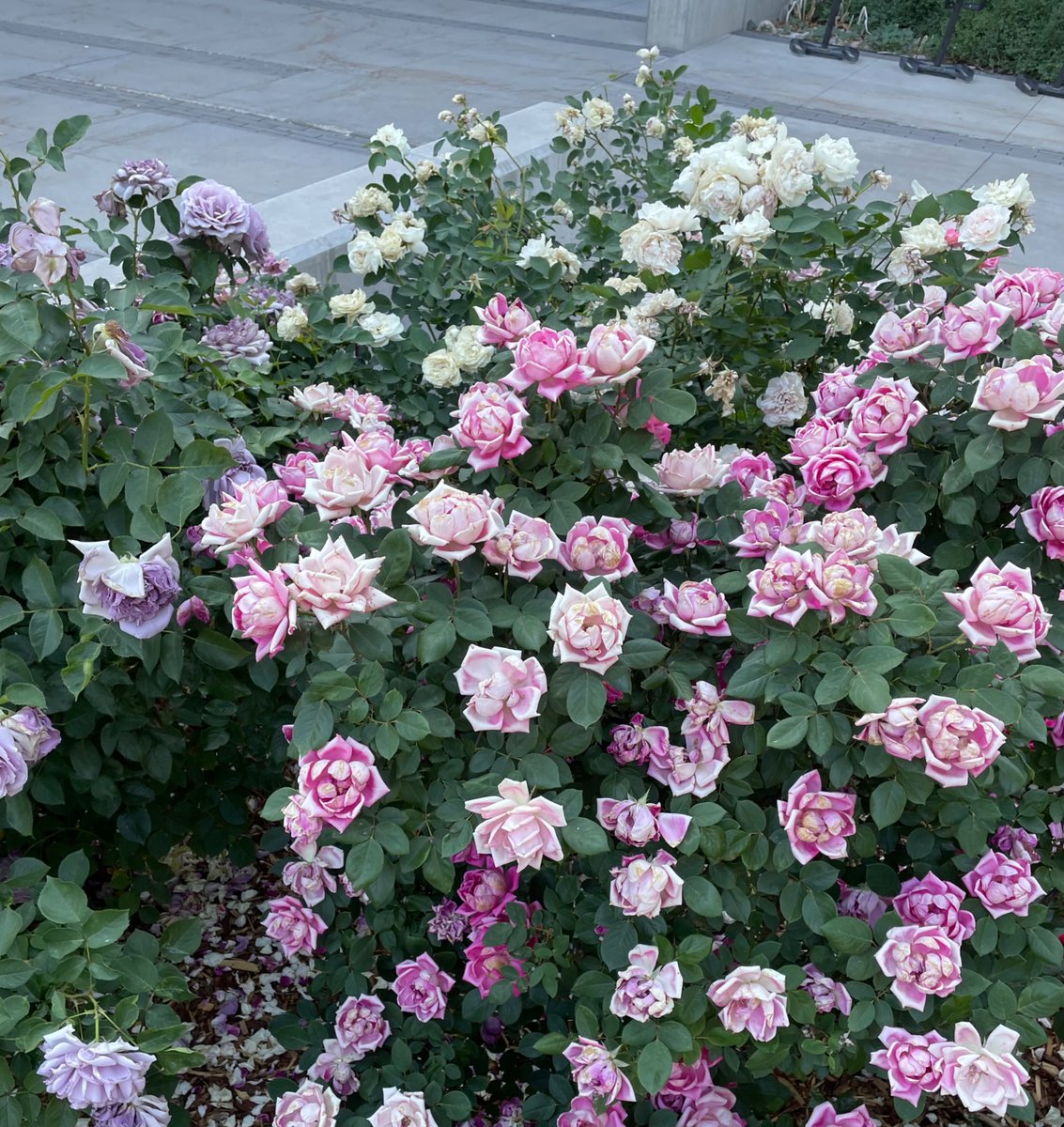 bigshakyred's tweet image. Becoming a lizard-boy in the desert, but the flowers — the flowers!