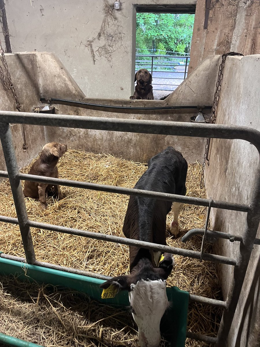 Edelburke4's tweet photo. When your dad catches you rambling
#Disapproving look
#LackenFarmyard
#Pup https://t.co/P5TqaMPVXt