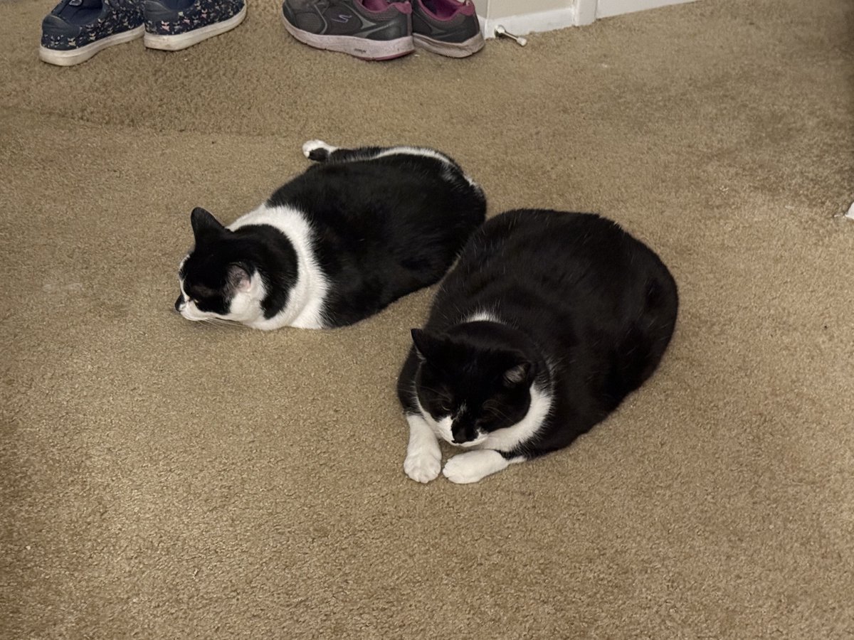 FranAndFiona's tweet image. It鈥檚 Friday! Time for some flatitude!