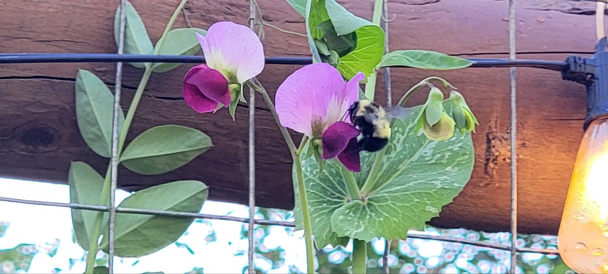 MelissaDishmann's tweet photo. Spring has definitely sprung. It's been over 7 months since paxlovid messed up my heart rate and I've had daily chest pain ever since. Vaccine injuries are weird - sometimes things just really mess me up - almost like something fucked up all my systems. https://t.co/YXxFyNWT9e