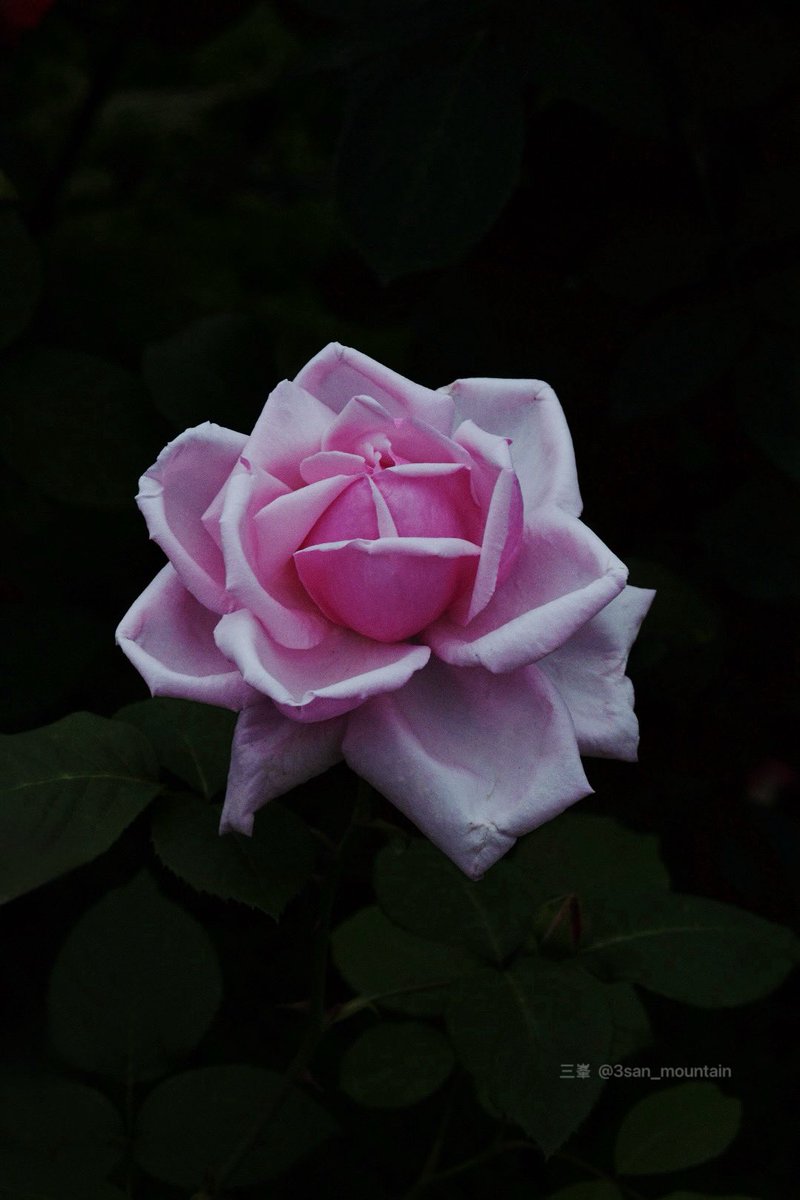 ROSE様確認用❣️春のアレンジ❣️ しぃしーれもねーど on X