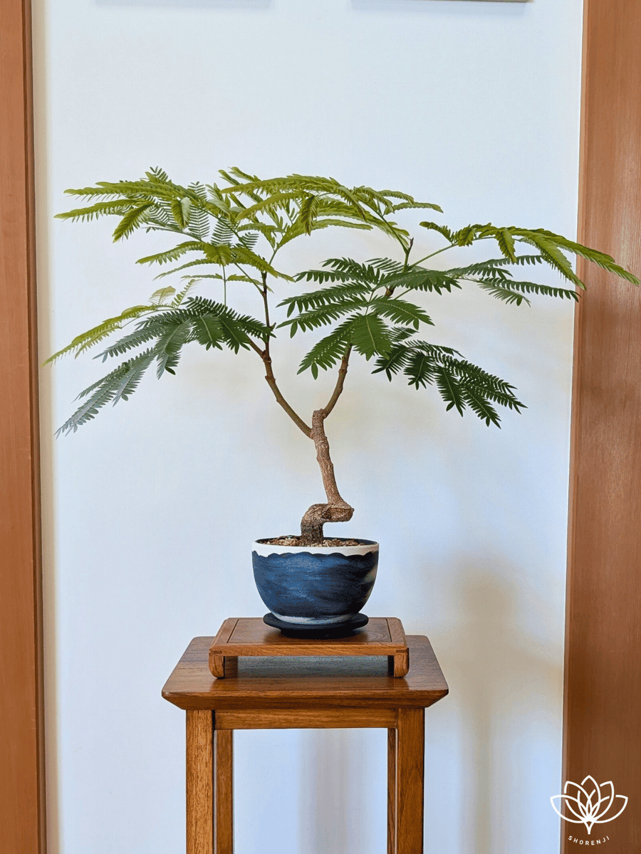 エバーフレッシュ盆栽 #ネムノキの仲間 #盆栽のある暮らし #剪定で