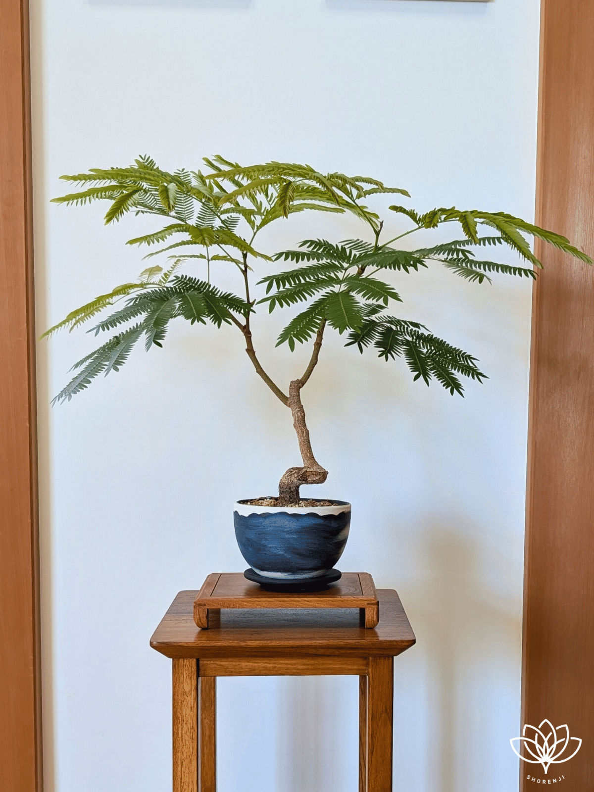 エムの木 エバーフレッシュ 6番 曲がり 特大 室内 インテリアグリーン