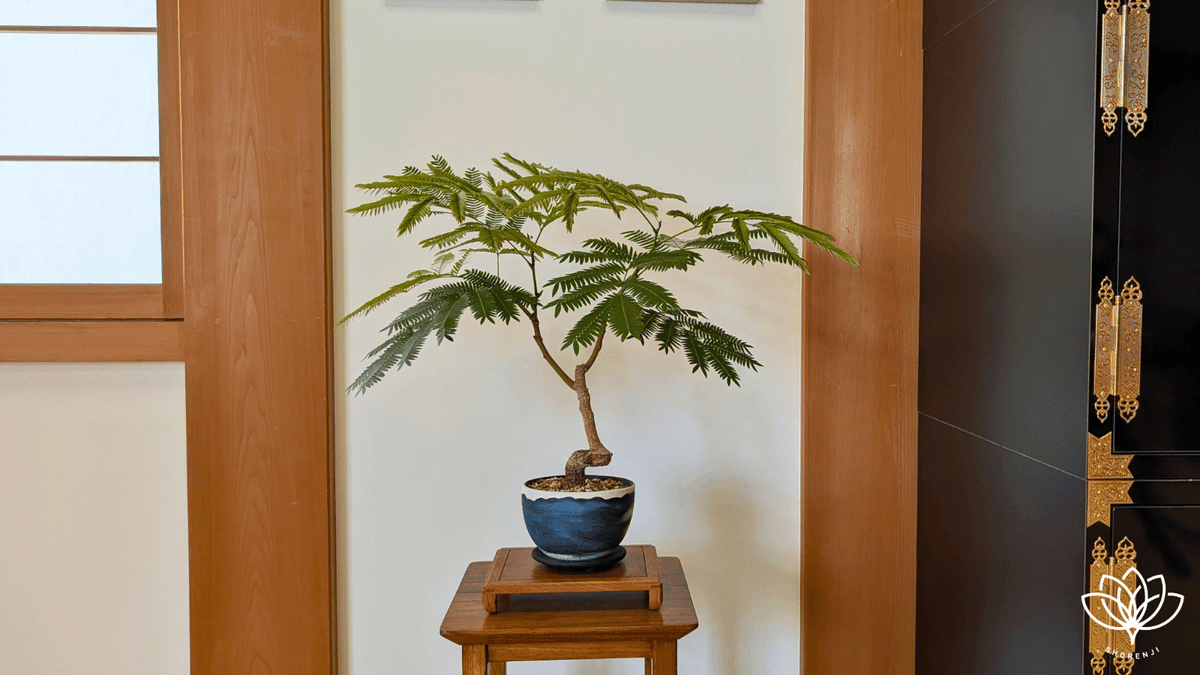 エバーフレッシュ 曲がり 盆栽 ネムノキ 楽天市場】エバーフレッシュ 曲がり 7号 ねむの木 観葉植物