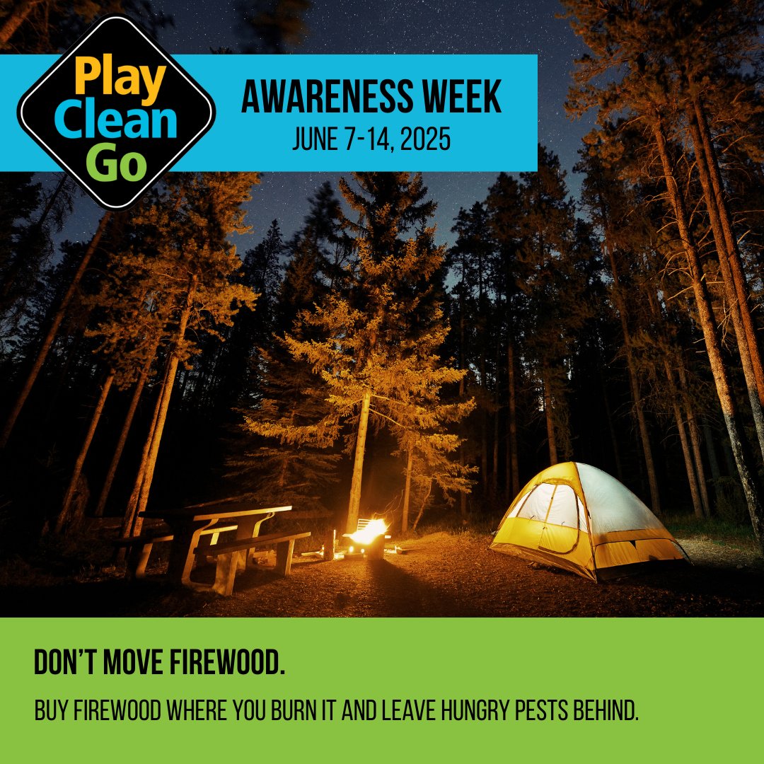 ABInvasives's tweet image. Don’t let your campfire spark an invasion!🔥

WOOD you believe firewood can hide insect eggs, larvae or spores-even if it looks clean?🐛🪵
Keep it local:
🚫Don’t move firewood &amp;gt;80km
✅&amp;lt;20km is even better!

It’s Day 2 of #PlayCleanGoWeek!

#PlayCleanGo @PlayCleanGo