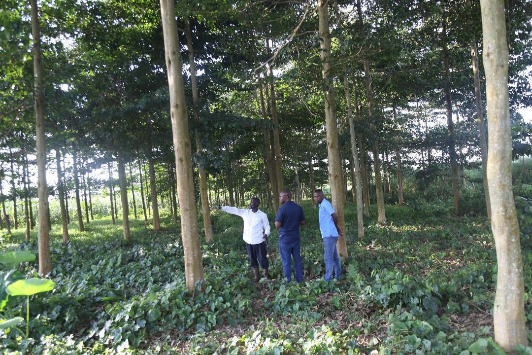 Farmers association of wakiso district tweet media