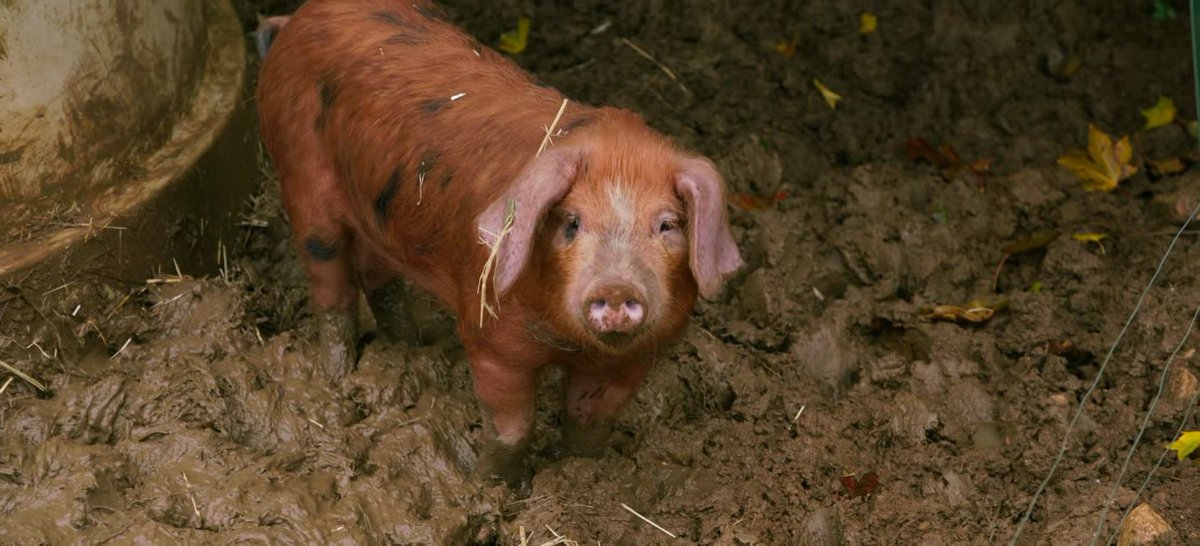 jmsaasta's tweet photo. The best thing about Series 4 of #ClarksonsFarm. 📺 #RichardHam 🐖 https://t.co/WENrdVYJci