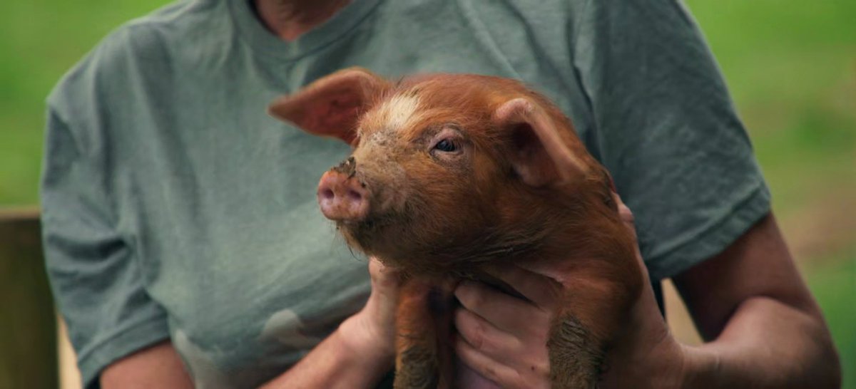 jmsaasta's tweet photo. The best thing about Series 4 of #ClarksonsFarm. 📺 #RichardHam 🐖 https://t.co/WENrdVYJci