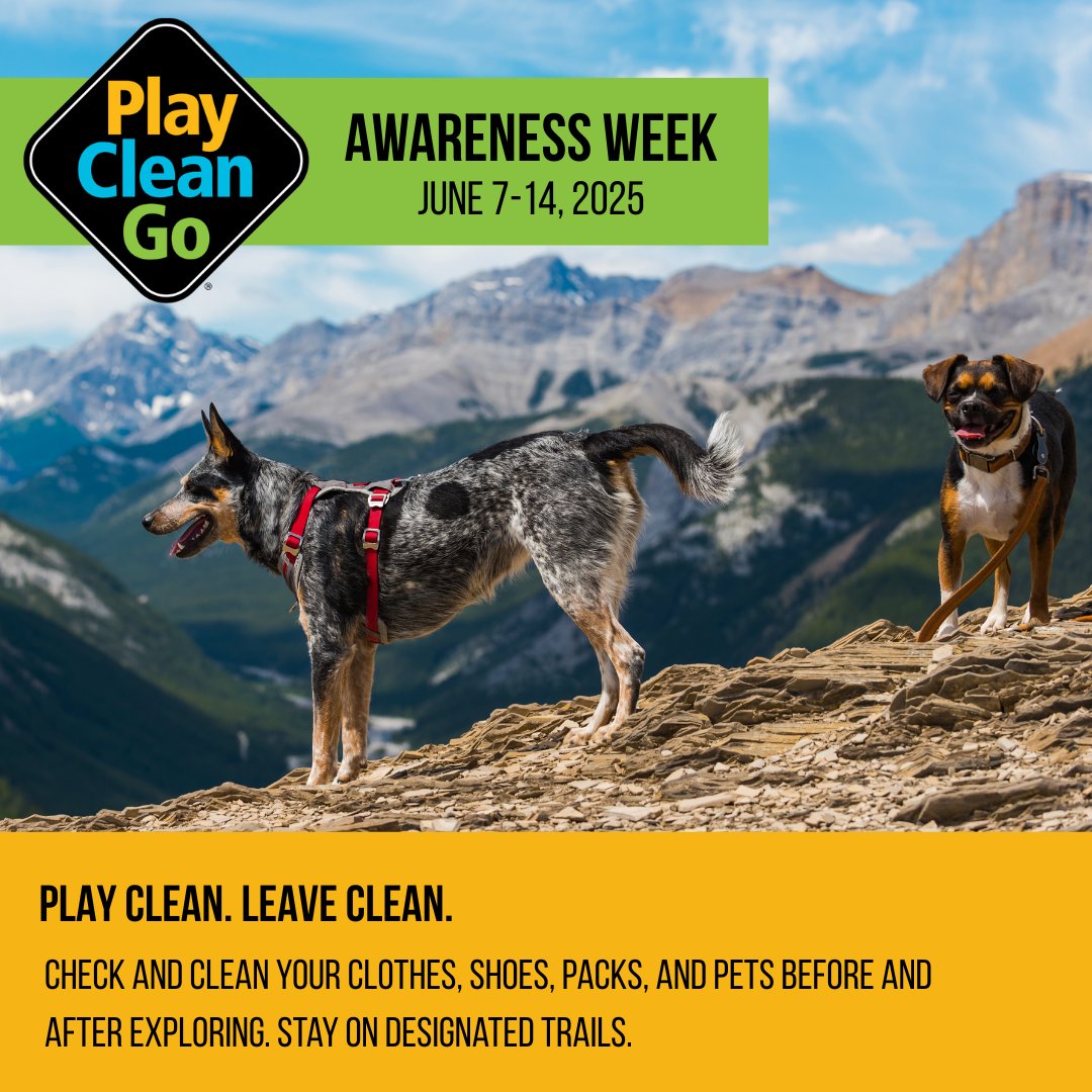 ABInvasives's tweet image. Check your furry friends🐶🐩 for burrs! 

Protip: burrs that are ruff to remove, use coconut oil to help loosen them up. Then pinch to break the burr up into smaller pieces and use either your fingers or a comb to remove 👌

#PlayCleanGoWeek @PlayCleanGo