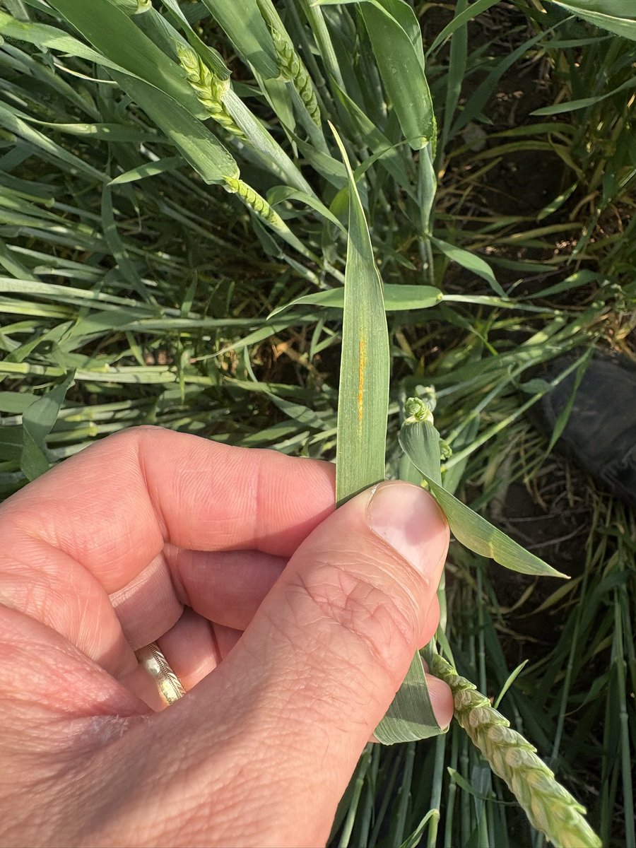 Jonathan Zettler 🇨🇦 tweet media