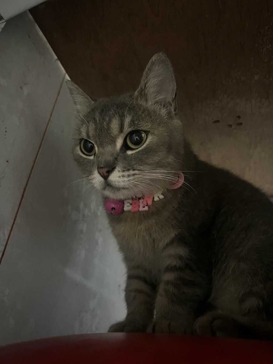 masih kebiasaan dari kecil
- makan maunya dikamar, sendiri
- mukanya jutek (bawaan lahir sih kayaknya)
- gasuka di pat pat😭