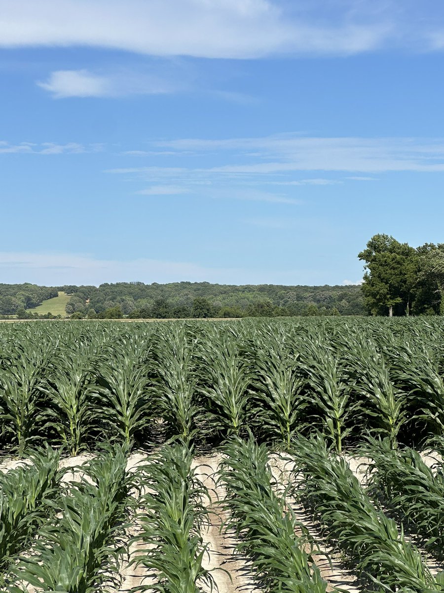 Arkansas Crop Variety Improvement Program tweet media