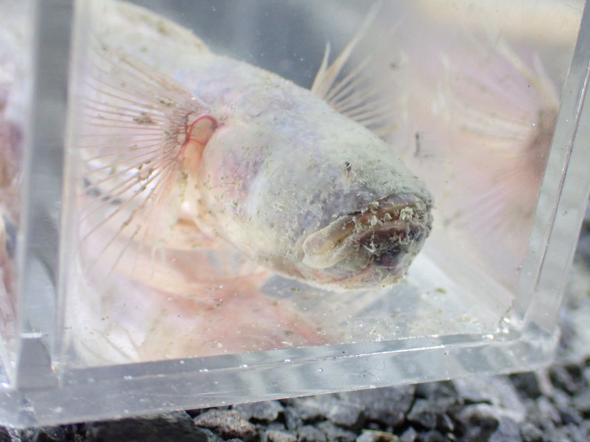 必死こいて泥かいてる時に同行者が見つけてくださったワラスボ