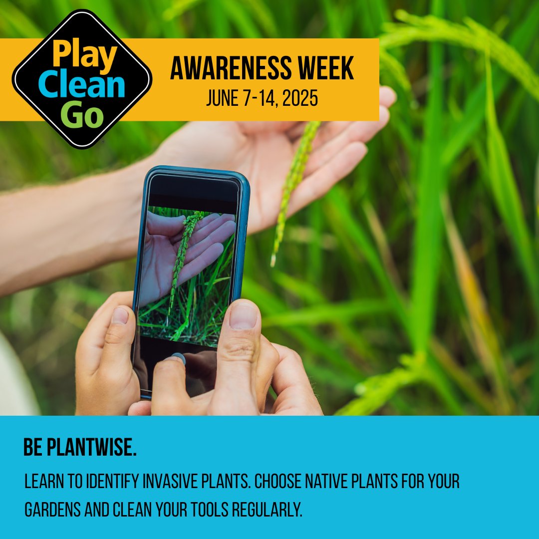 ABInvasives's tweet image. Don’t let your garden go rogue—be PlantWise!🌿

This #PlayCleanGoWeek, double-check your plants before planting:
🧼Clean boots &amp;amp; tools
✅Buy from trusted nurseries &amp;amp; skip invasives
🌼Choose native plants that support #AB pollinators
🔎Use EDDMapS app to ID &amp;amp; report invasives