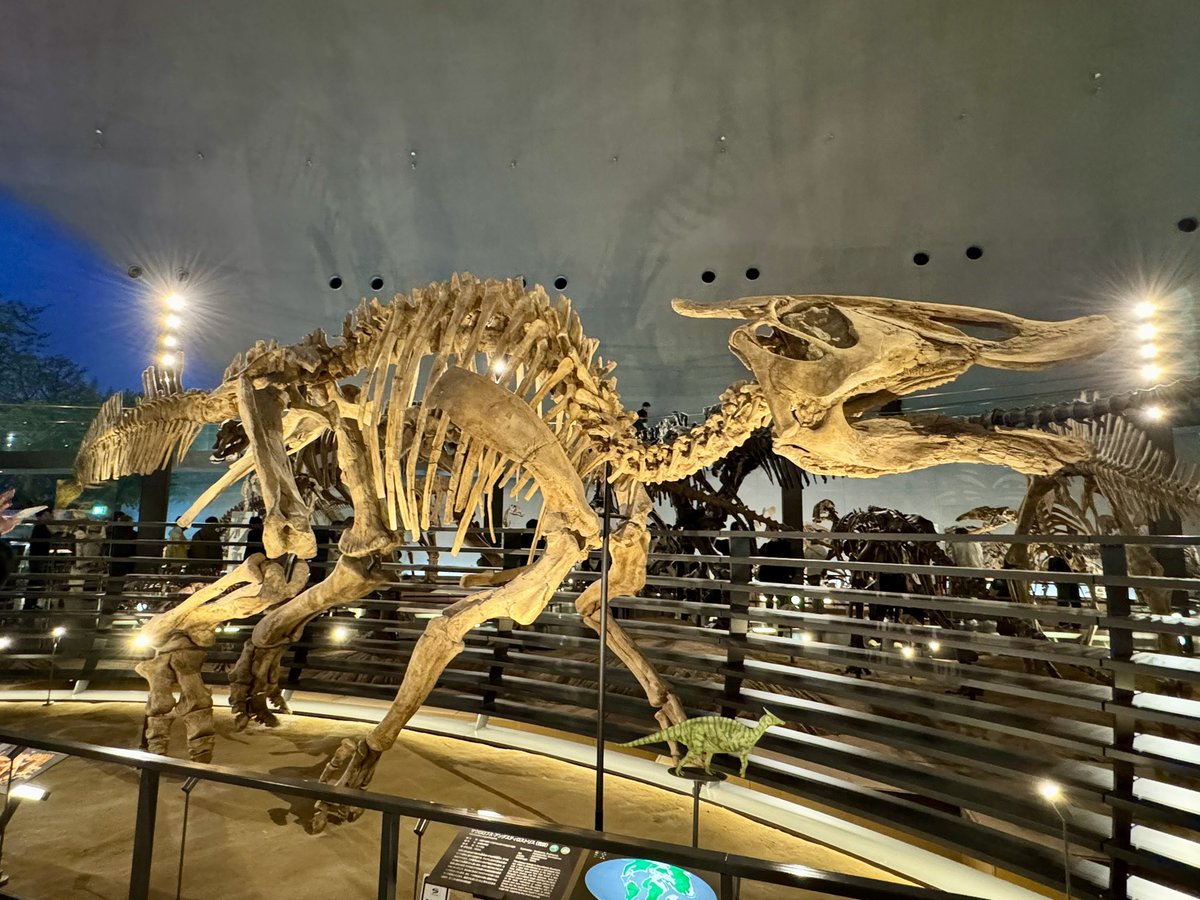 curioushino's tweet image. Saurolophus angustirostris @FukuiDinosaurs 

 #FossilFriday  #金曜日だから化石貼る