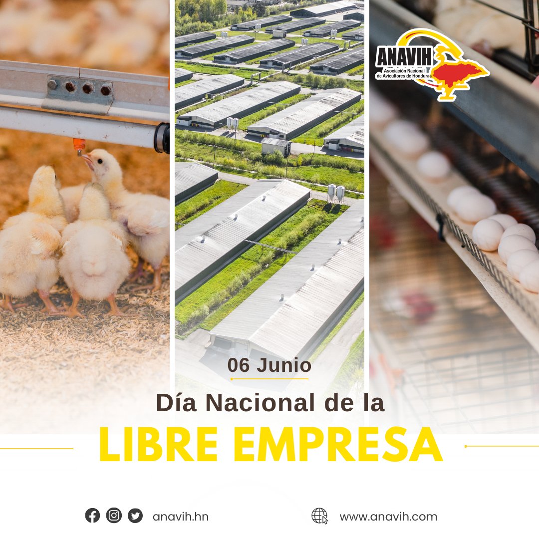 🐔💼 Libre empresa que alimenta a Honduras

El sector avícola hondureño ha crecido con esfuerzo, innovación y compromiso, generando miles de empleos y llevando a la mesa de las familias hondureñas alimentos nutritivos como el pollo y el huevo.

#LibreEmpresa #Honduras #Avicultura