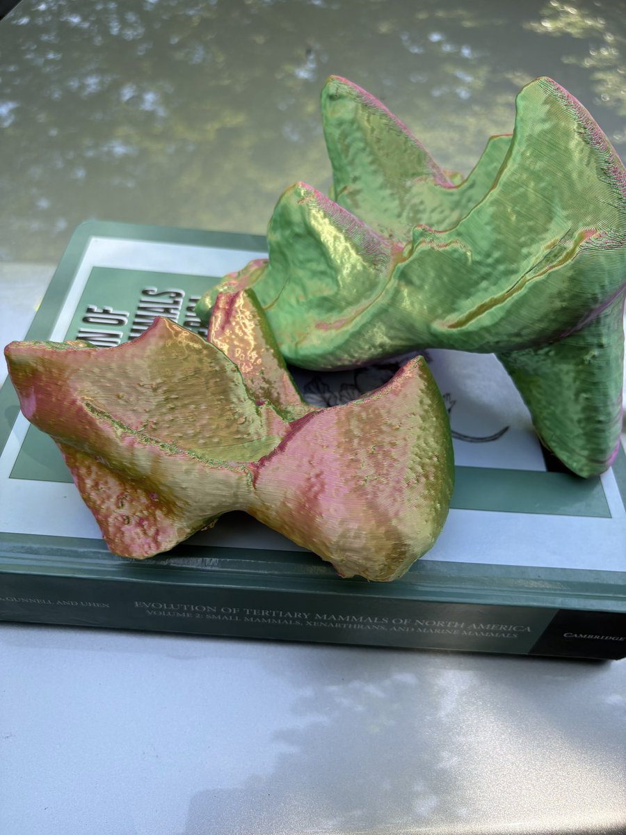 Happy #FossilFriday ! 

I had an AWESOME time this week, CT scanning and printing my tiny #Campanian therians at <a href="/MarineBiol_FHL/">Friday Harbor Labs</a>’s Lab 8! 

Thanks <a href="/Fishguy_FHL/">Adam P. Summers</a> for showing me the ropes and having me up there!