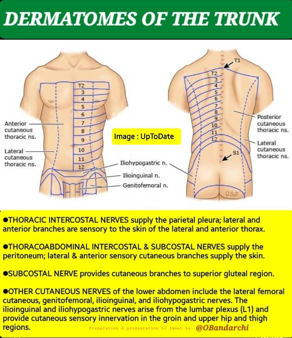 🛑Dermatomes of the trunk beautifully demonstrated👍

Image: UpToDate