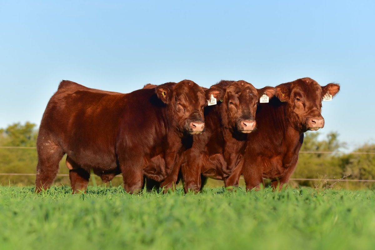 LOS COLORADOS DE SANTA LUCÍA 
Espectacular!
Remate en Curuzú Cuatiá (Corrientes) 9 de julio, con locro, empanadas y pastelitos...
Y lo mejor en colorado, Angus y Brangus. 
Hacienda inmunizada, lista para trabajar en cualquier campo del Norte argentino. 
Rematará Reggi y Cia.