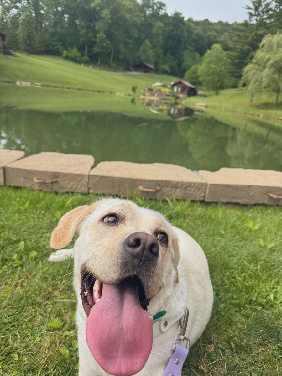 Mango the Lab tweet media