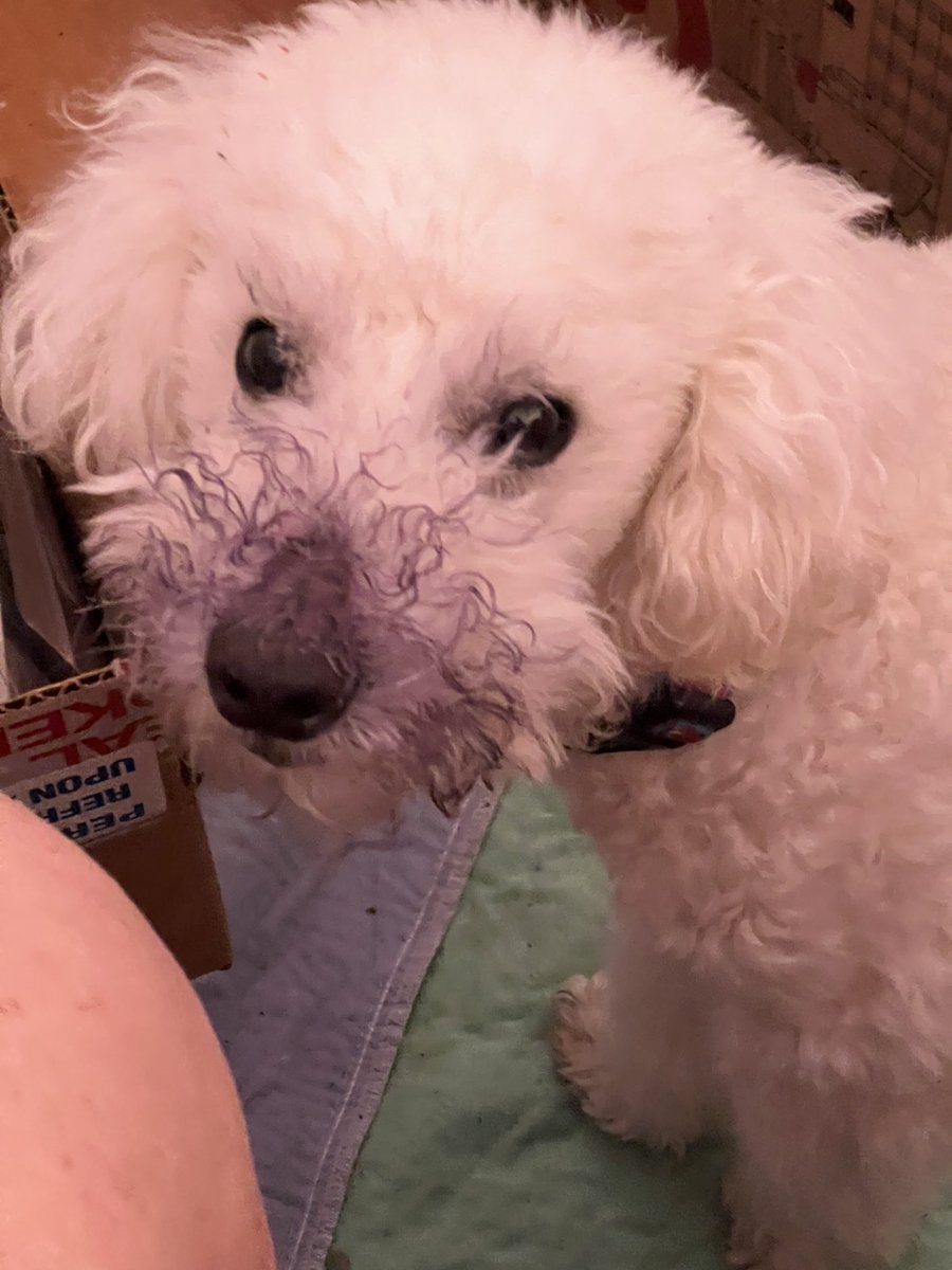 I wonder what happened to the pint of blueberries I just bought?