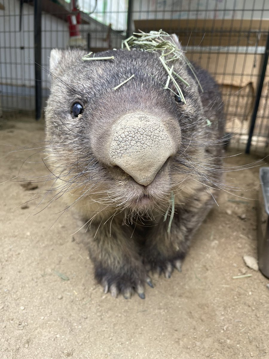 ウォンバット様 Coarse-haired wombat (SATSUKIYAMA ZOO, Osaka ウォンバット様 Coarse-haired wombat (SATSUKIYAMA ZOO, Osaka