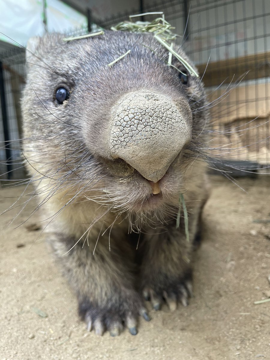 寝起きのワインさん
#ウォンバット
#五月山動物園
#ワイン