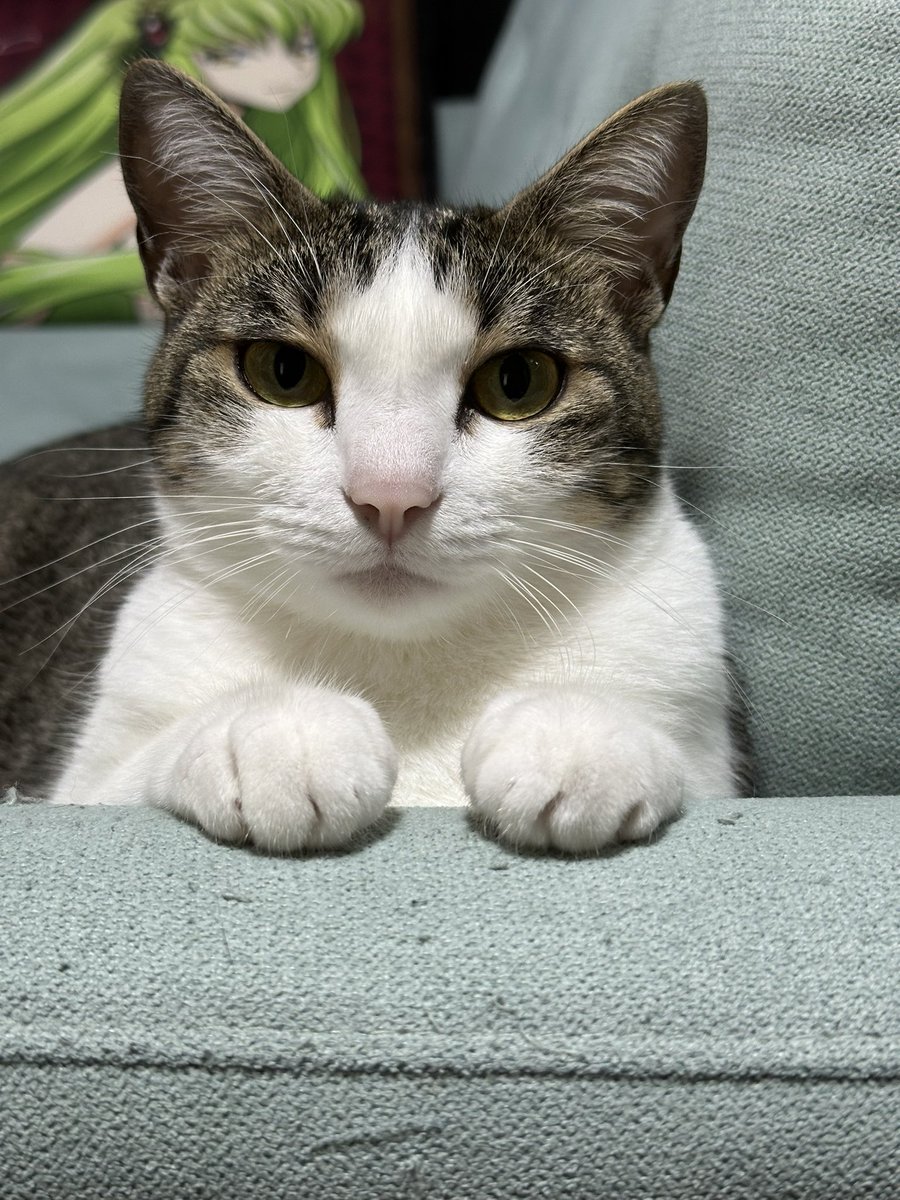 おててのっけてるのかわいいね