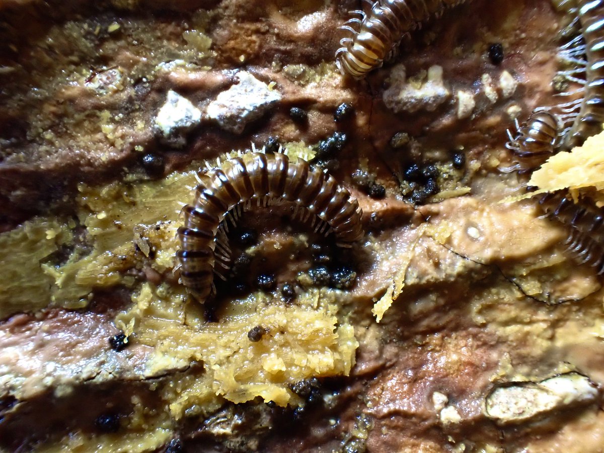 イシガキミイツヤスデ

ヤンバルトサカヤスデと同属の外見上よく似た在来種。林内の樹洞に沢山居ました。