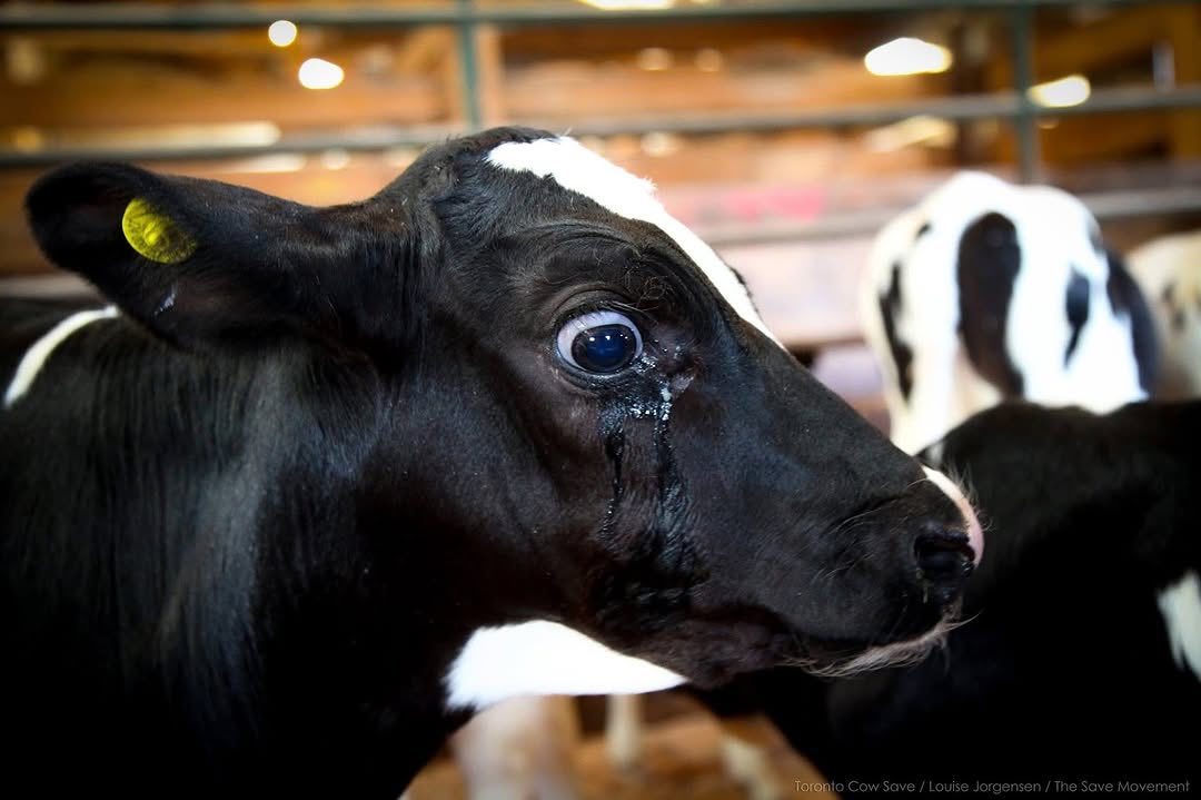 Dairy-Truth (@dairy_truth) on Twitter photo 💔😭 A 5-day-old male calf at an Ontario “livestock” auction—his umbilical cord still attached—as he cries out for the mother he’ll never see again. Her milk is sold to humans.
He is a victim of the dairy industry.
via <a href="/TorontoCowSave/">Toronto Cow Save</a> #dairytruth 💔😭 A 5-day-old male calf at an Ontario “livestock” auction—his umbilical cord still attached—as he cries out for the mother he’ll never see again. Her milk is sold to humans.
He is a victim of the dairy industry.
via <a href="/TorontoCowSave/">Toronto Cow Save</a> #dairytruth