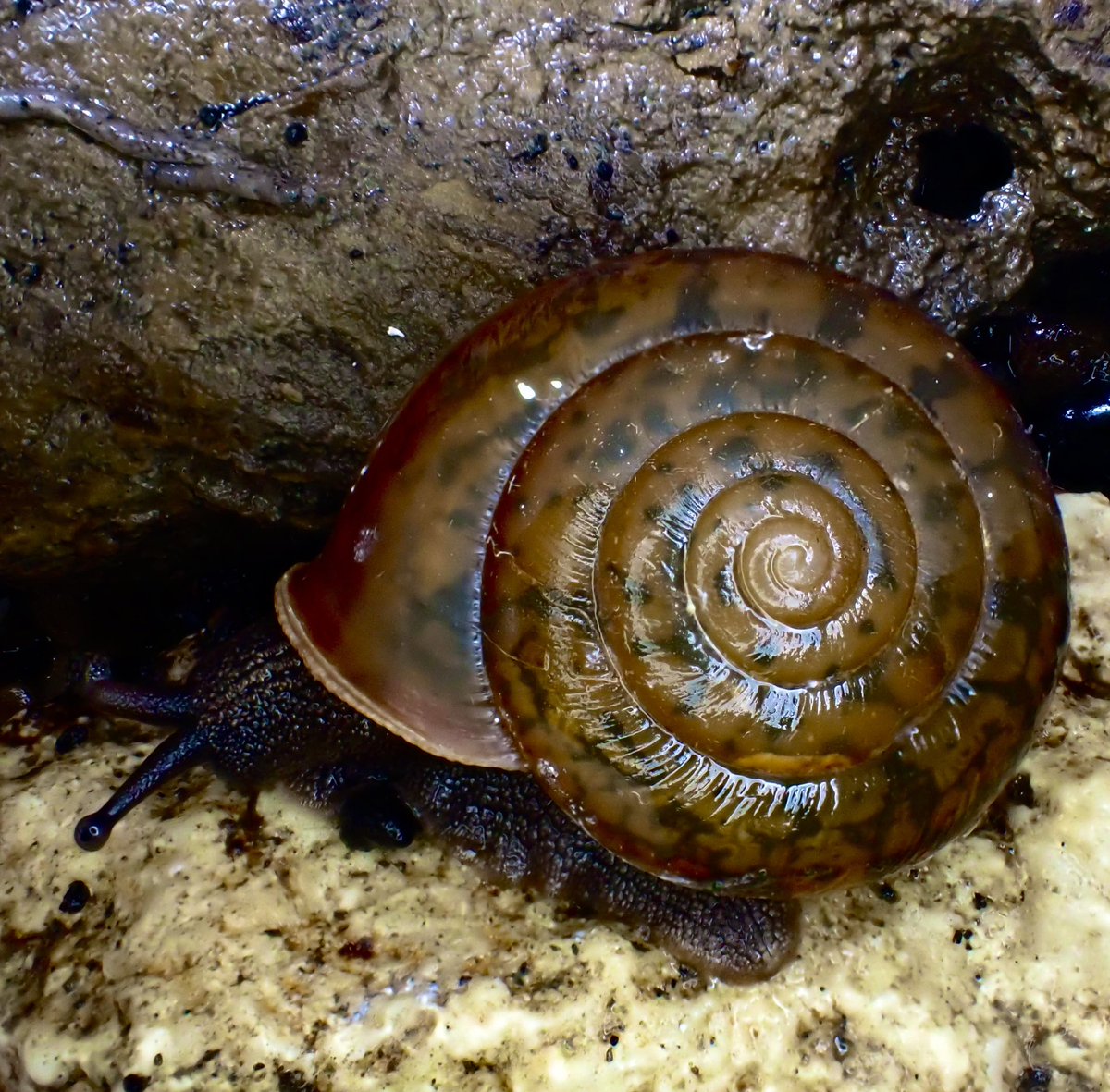 クロイワヒダリマキマイマイ

説明不要のとても良い左巻きの貝。夜間に探しに行ってようやく見つけられました。