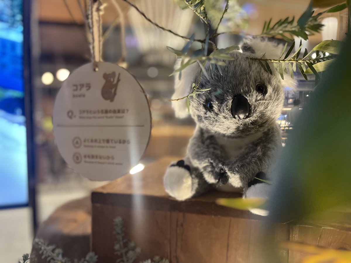 ら太郎大阪なう🐨😚ルクア大阪と心斎橋パルコのExpo酒場を会場に開催しているTaste of Queenslandイベント🍻昨日はターメリックラテ飲んで🐨クッキーをバリバリ共喰い？しました😂ターメリックラテって美味しいのね😋明日まで開催してるので、皆、来てや〜(o´艸`) bit.ly/3SCU3tN