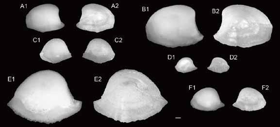 Taxonomic Review of the Sea Catfish Family Ariidae in Taiwan
Conclusion: Three species in three genera only: Arius maculatus, Netuma bilineata, and Plicofollis nella
marres.namr.gov.tw/vol_file.aspx?…
#otolith #sea_tawinan
