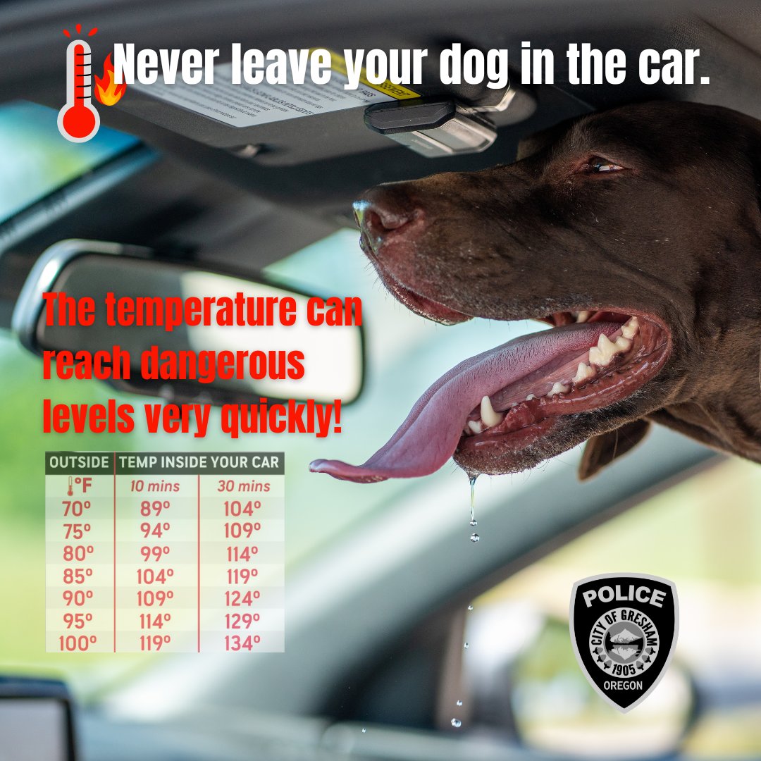 Officers are starting to receive calls about dogs in hot cars. Dogs are particularly susceptible to dying from overheating.
🌡️ Even in the shade temperatures can soar quickly to dangerous levels.
🥵 🐾 Leaving the windows open has little effect on how hot it is inside the car.