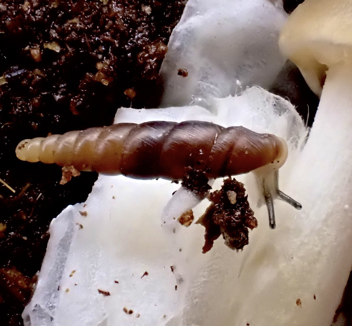 サキシマノミギセル

プリカの位置や殻口の歪みが独特なキセルガイ。かなり格好良い貝ですね。
（自宅にて撮影）