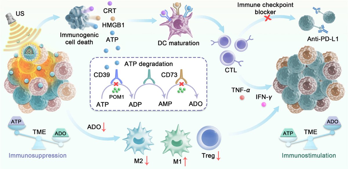 Article✍️#Metabolic #reprogramming #nanomedicine potentiates #colon #cancer #sonodynamic #immunotherapy by inhibiting the #CD39/#CD73/#ADO pathway. From Dr. Zhang @Xi’anJiaotongUniversity; <a href="/ELSpharma/">Elsevier Pharma</a>. 
sciencedirect.com/science/articl….