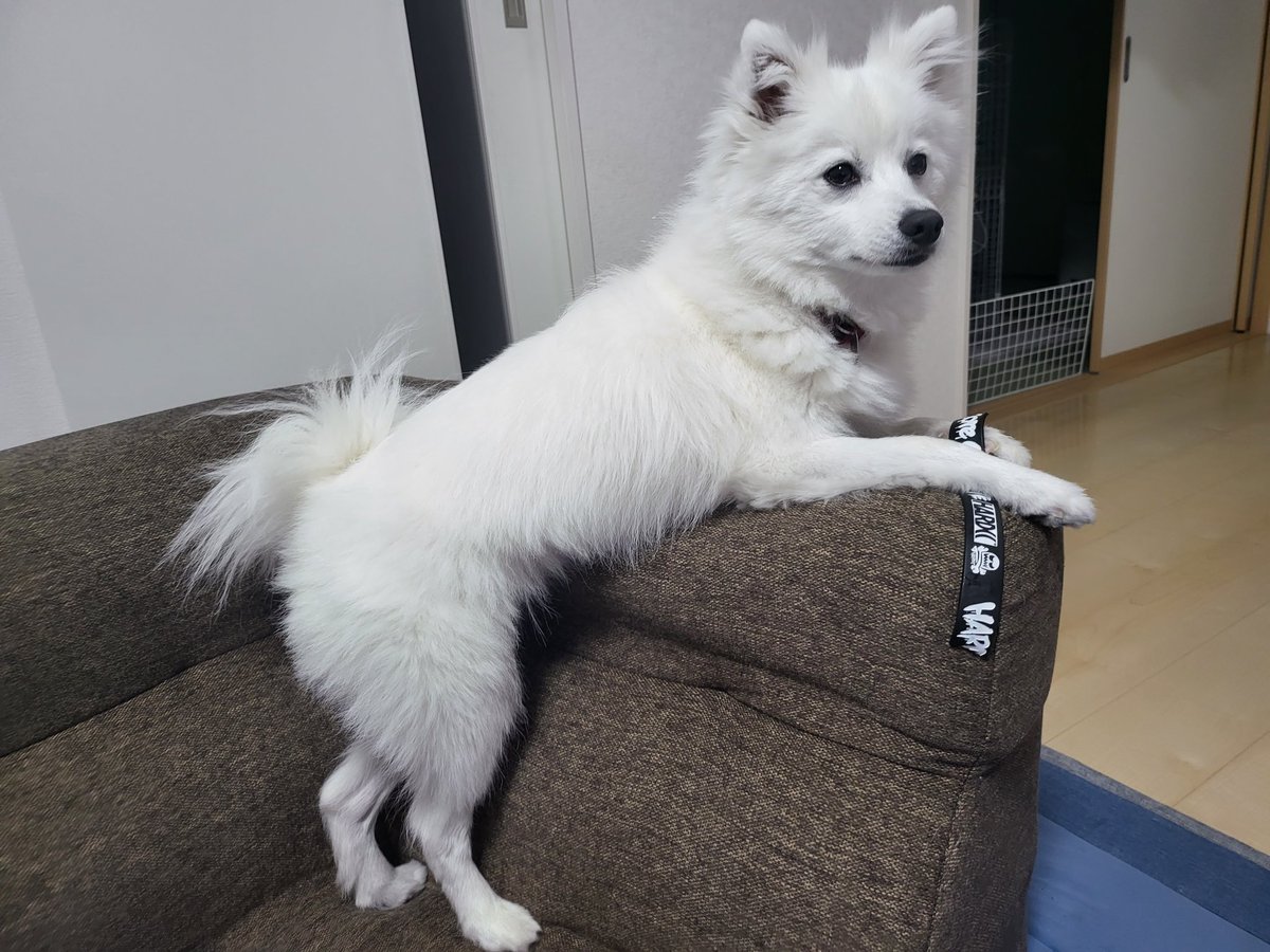 hirussyi's tweet photo. リンがいなくなって今日2025年6月7日で1年と297日。

いろいろ情報ありがとうごさいます。 

早く皆様にいい報告がしたいです。  

帰っておいで。

情報、拡散よろしくお願いします。

#迷子犬
#日本スピッツ
#拡散希望 
#福島県
#いわき市
#勿来町
#スピッツ https://t.co/NLnxivdBjW