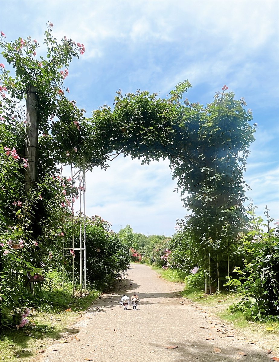 すぴか tweet media