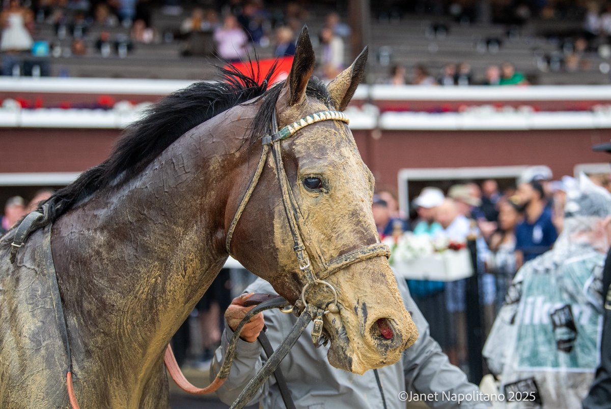 Janet Napolitano (@jmg27_janet) on Twitter photo PARCHMENT PARTY and <a href="/ljlmvel/">John Velazquez</a> in the Gr3 Belmont Gold Cup for Bill Mott and <a href="/PinOakStud/">Pin Oak Stud</a> PARCHMENT PARTY and <a href="/ljlmvel/">John Velazquez</a> in the Gr3 Belmont Gold Cup for Bill Mott and <a href="/PinOakStud/">Pin Oak Stud</a>