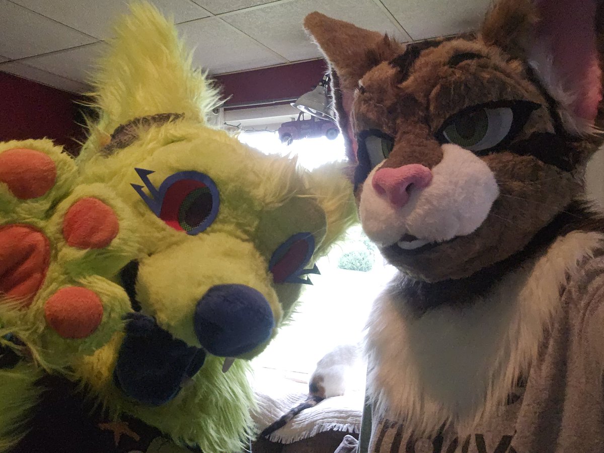 Tuna (Banjo Heeler)🔜Anthrocon tweet media