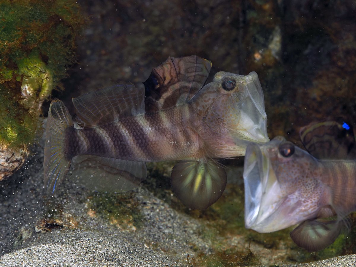 #生き物が大きく口を開けている写真が見たい