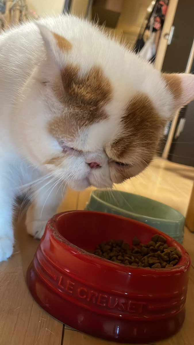 おはよー。こんぶちゃん。朝から、もりもり食べてます。今日も、よい一日を。