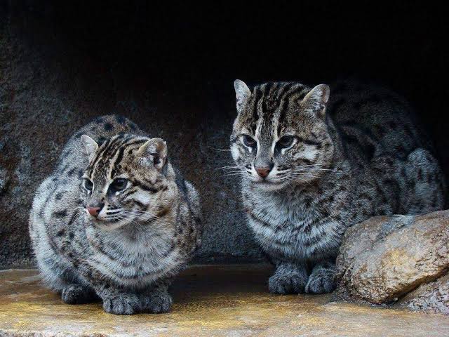 #DestelloUltravioleta

El gato de Iriomote tiene un área de distribución muy pequeña, ya que solo se encuentra en esta Isla específica de Japón. Esto la coloca también como especie en peligro de extinción.

@radioudeg

@dimechascona <a href="/aquelricardo/">Ricardo</a> @azaelsg @fabianecr