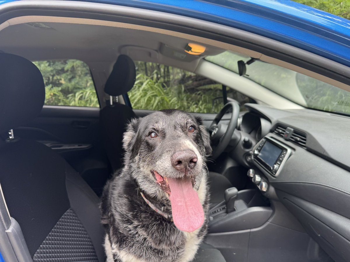 The Four Furballs 🐶🐱🇺🇦💜💜💜 tweet media