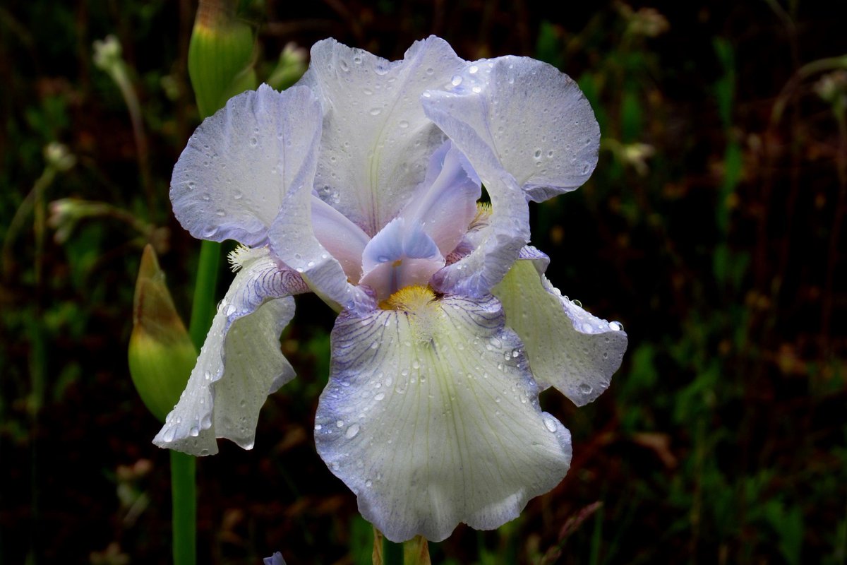 “Every storm passes, just like the iris that withstands the winds and rain.”