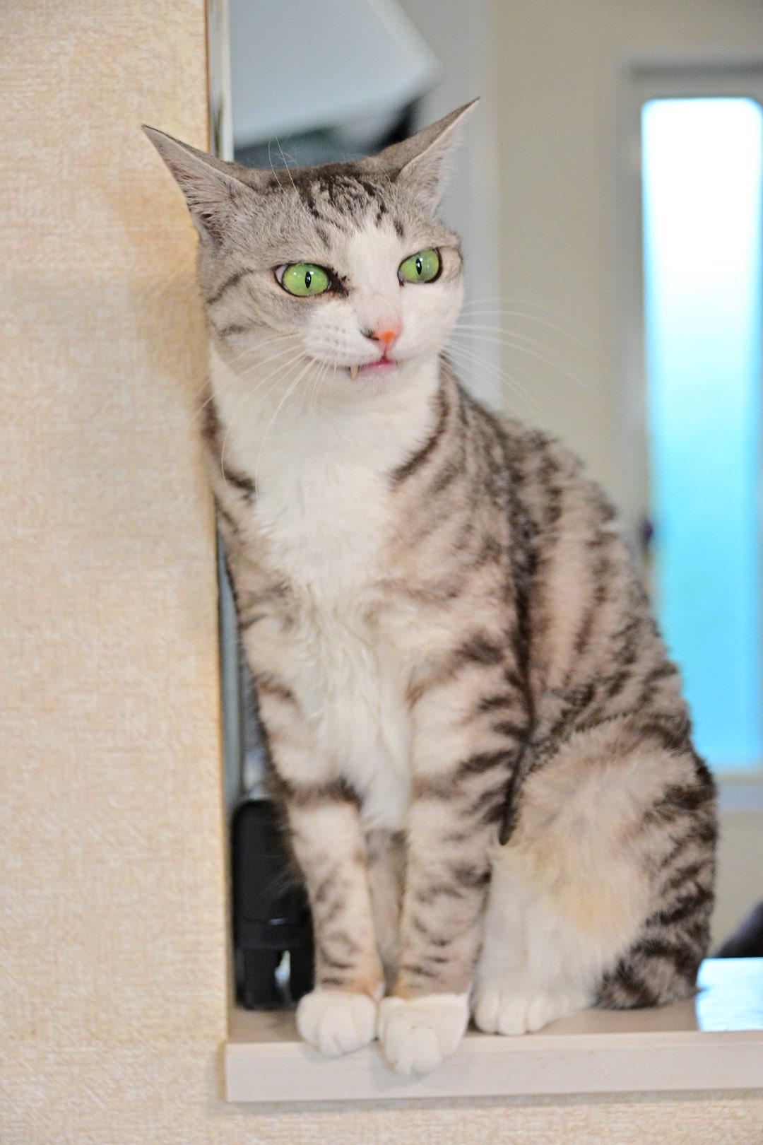 HUADAスクエア 猫ベッド 猫やぐら ミッドセンチュリー キャット