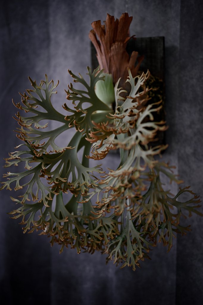 アイロンかけ忘れの新しい背景布で…

P. willinckii 'Jenny' 
from Mr. Yot

葉性、分岐数、全体のバランスそのどれもが素晴らしく
長年、最高峰の一角に君臨しつづけているビカクシダ

まだ育てていない方は…
今は安価なTC苗もあるので是非チャレンジしてほしい